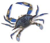 A Maryland Blue Crab