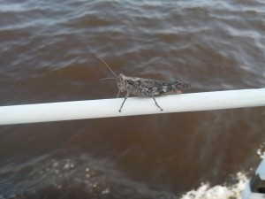 Woody, the grasshopper, goes for a ride on Schooner Woodwind