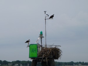 Sailing past osprey at the mouth of the Severn River