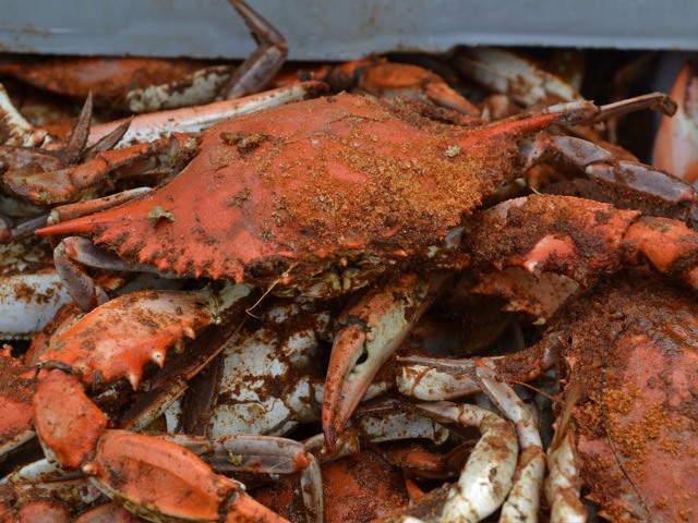 Maryland Blue Steamed Blue Crabs