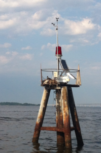 Ospreys nesting in Annapolis, Severn River