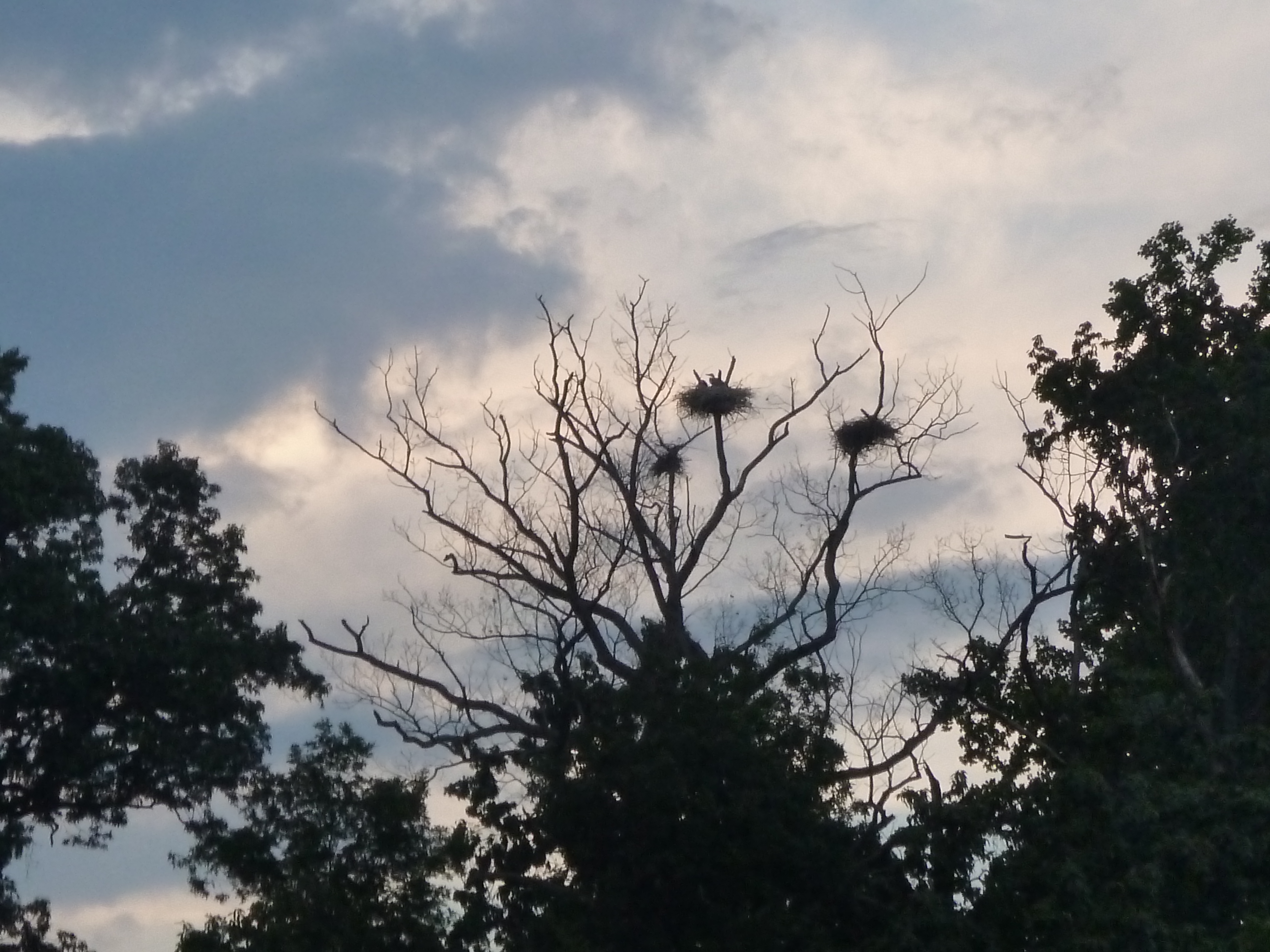 Blue Herons in their nests up Chase Creek, on the Severn River