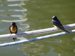 Friends join the Boat & Breakfast