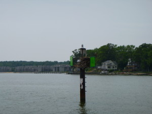 Osprey sitting out on Back Creek