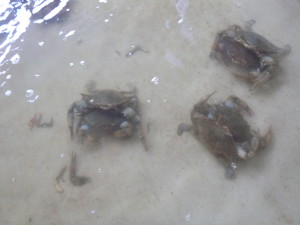 Crabs mating at Cantler's