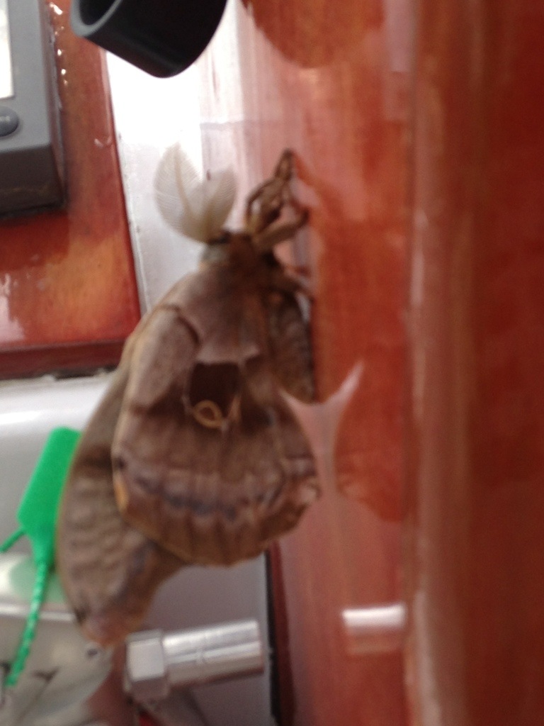 Large moth on the boat