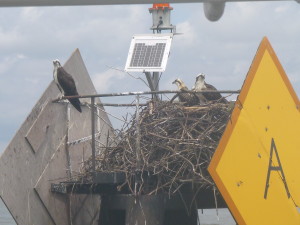 Ospreys on their nest