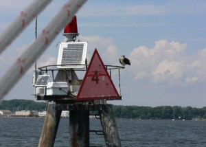 Osprey is keeping a watchful eye on us.   