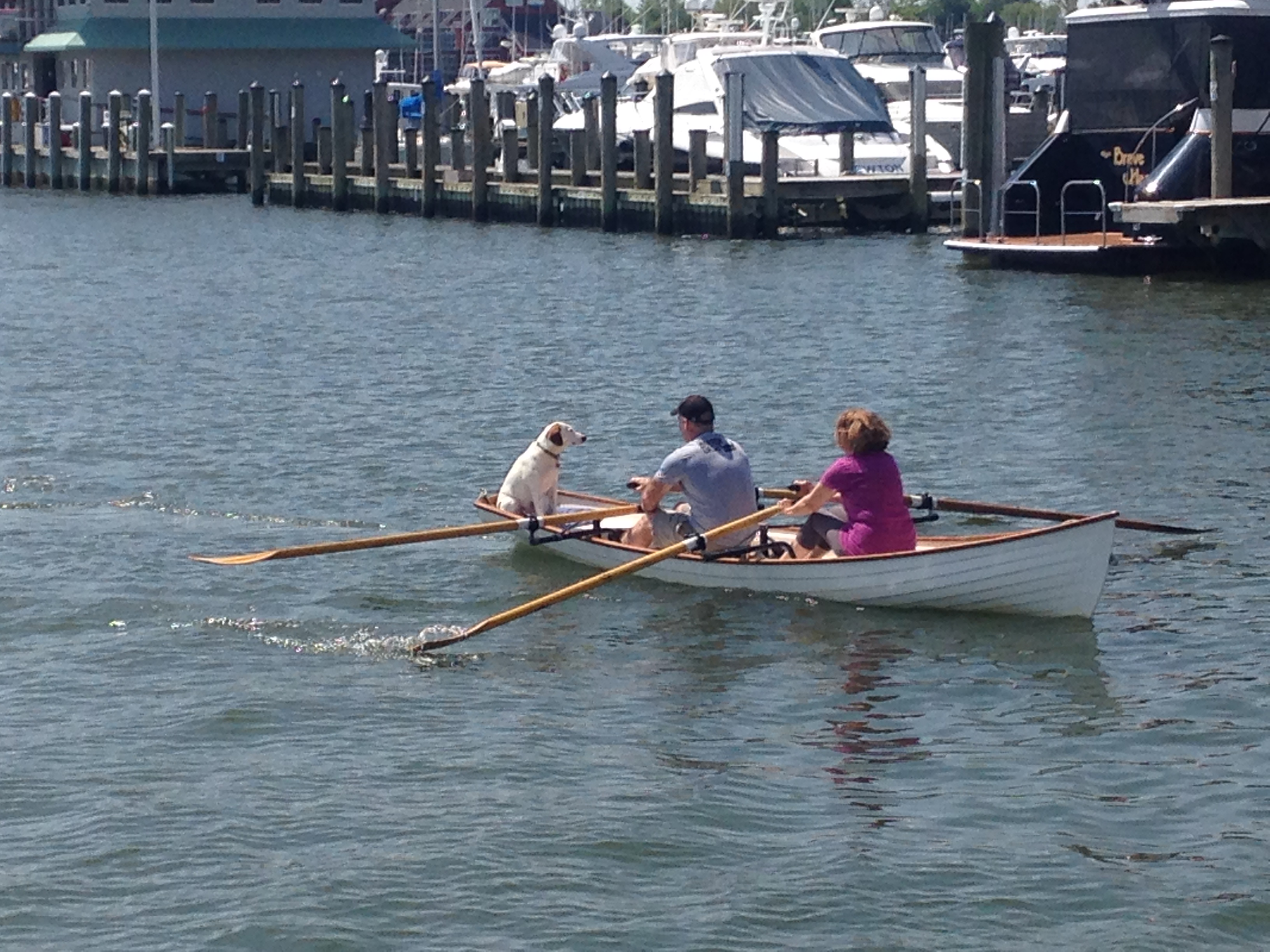 Two people rowing a wooden row boat with dog in it too