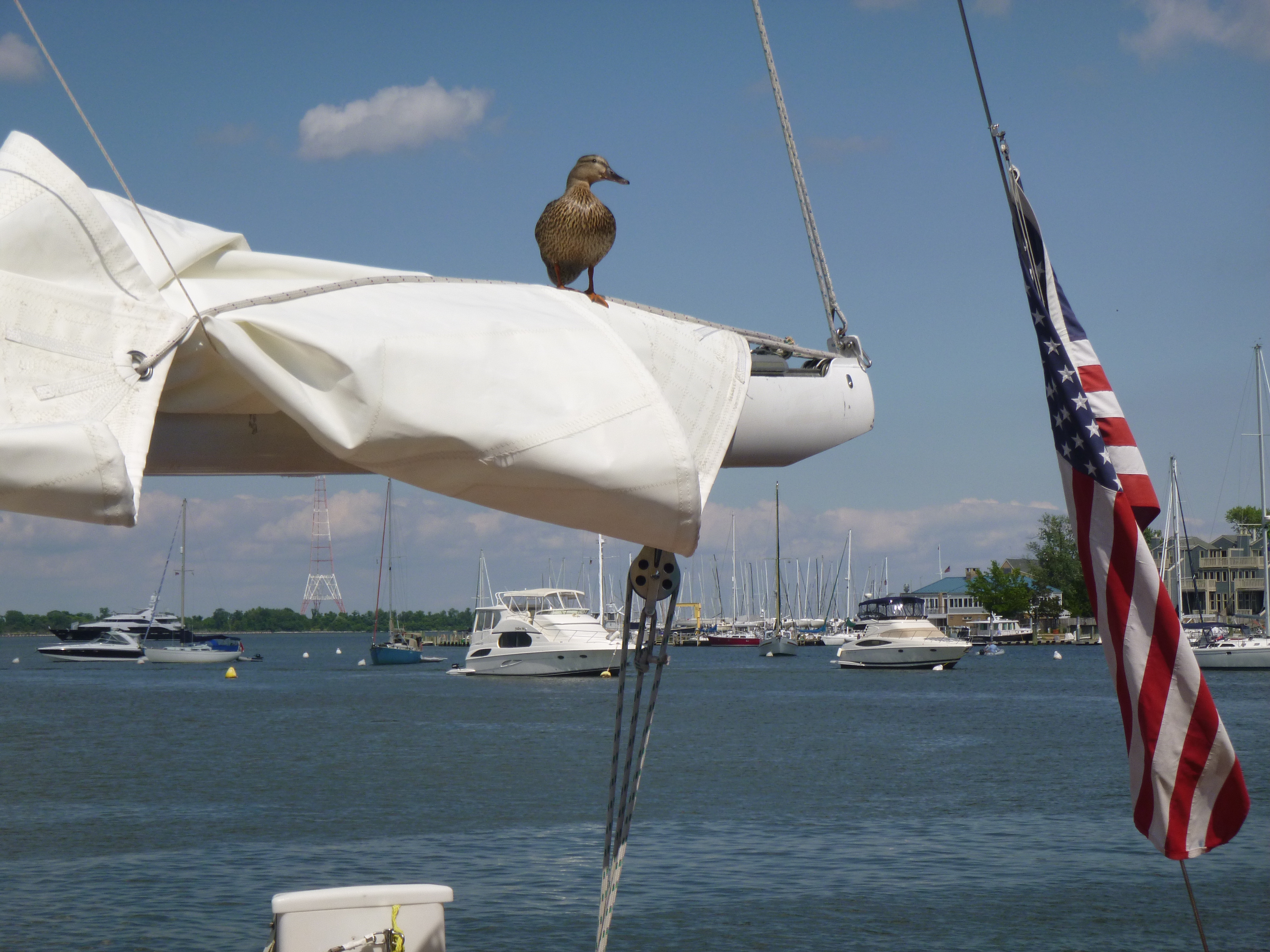 Duck sitting on the boom mast