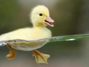 baby-duck