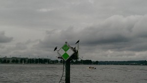 Ospreys