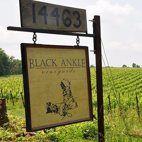 Black Ankle Vineyards and sign