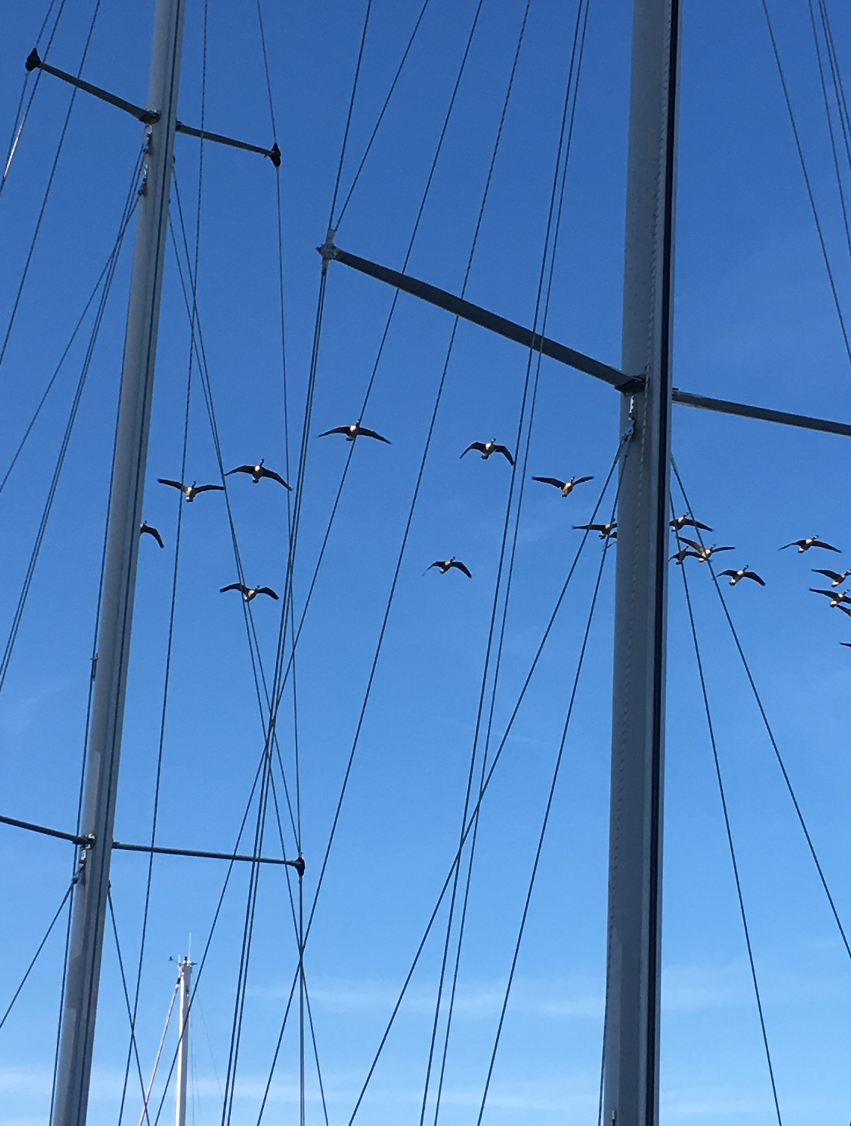 Blue sky with masts and rigging and a flock of birds
